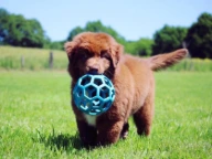 Chiot qui joue avec une balle - Éducation canine Duonim'O.